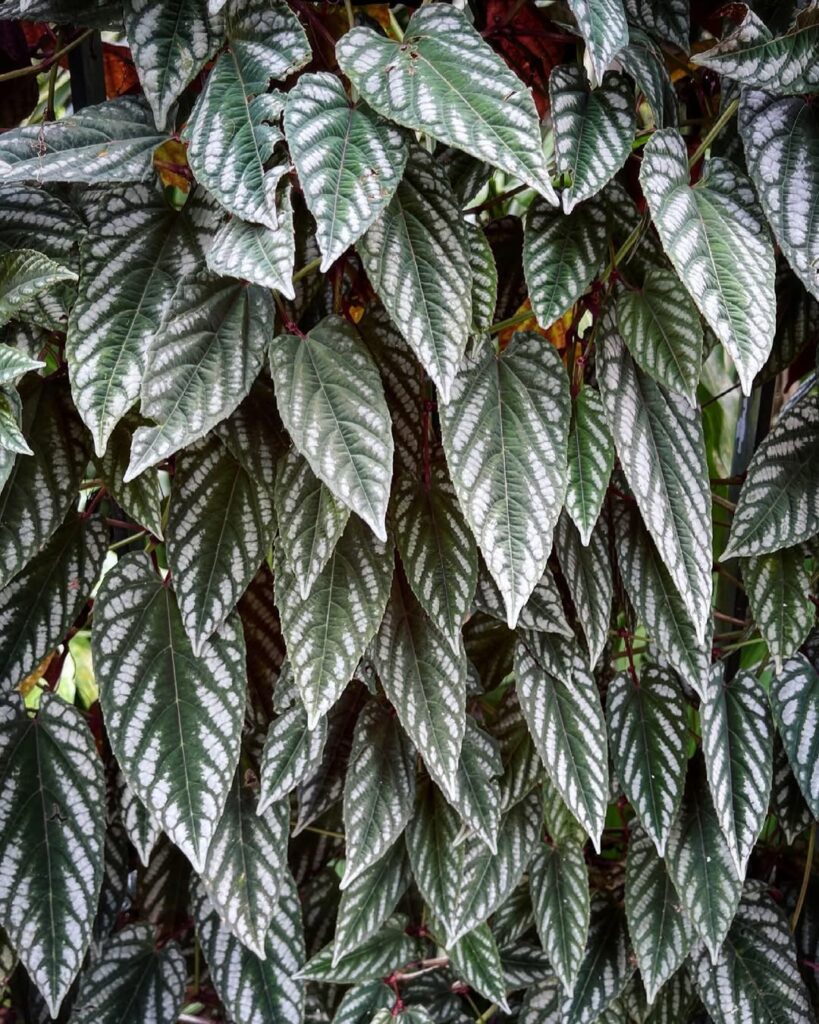 Cissus Javana: a trepadeira ornamental perfeita para interiores e jardins
