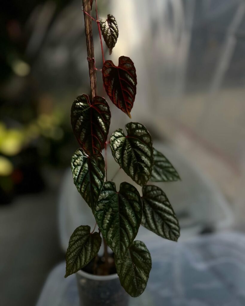 Cissus Javana: a trepadeira ornamental perfeita para interiores e jardins
