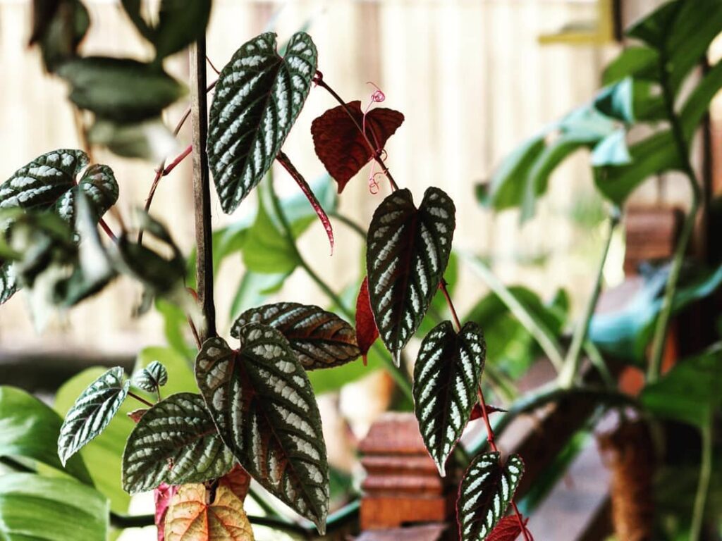 Cissus Javana: a trepadeira ornamental perfeita para interiores e jardins
