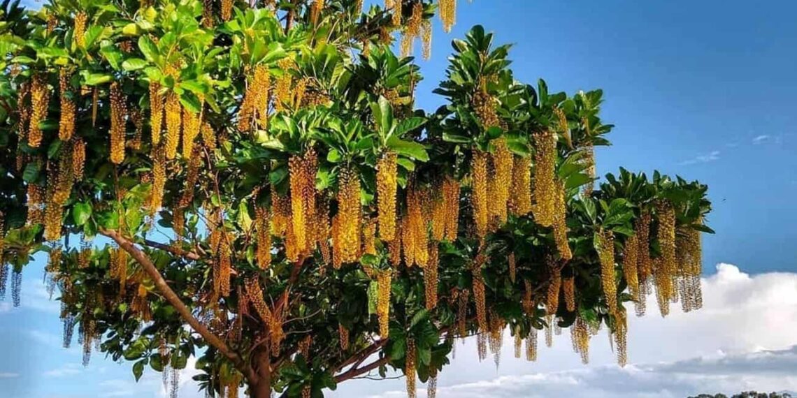 Lofantera-da-amazônia: a árvore de cachos dourados que conquista jardins pelo Brasil