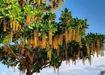 Lofantera-da-amazônia: a árvore de cachos dourados que conquista jardins pelo Brasil