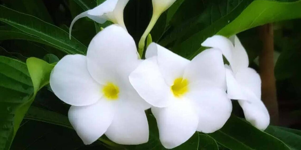 Plumeria pudica