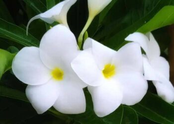 Plumeria pudica