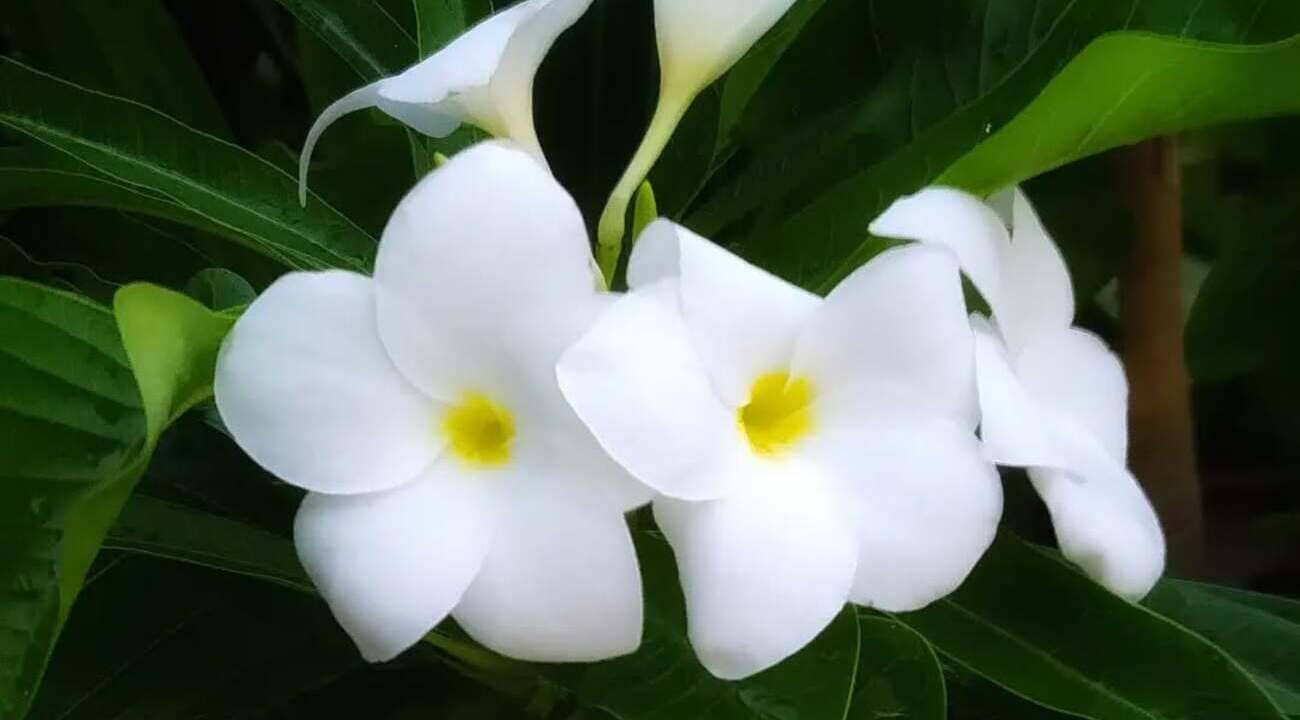 Plumeria pudica