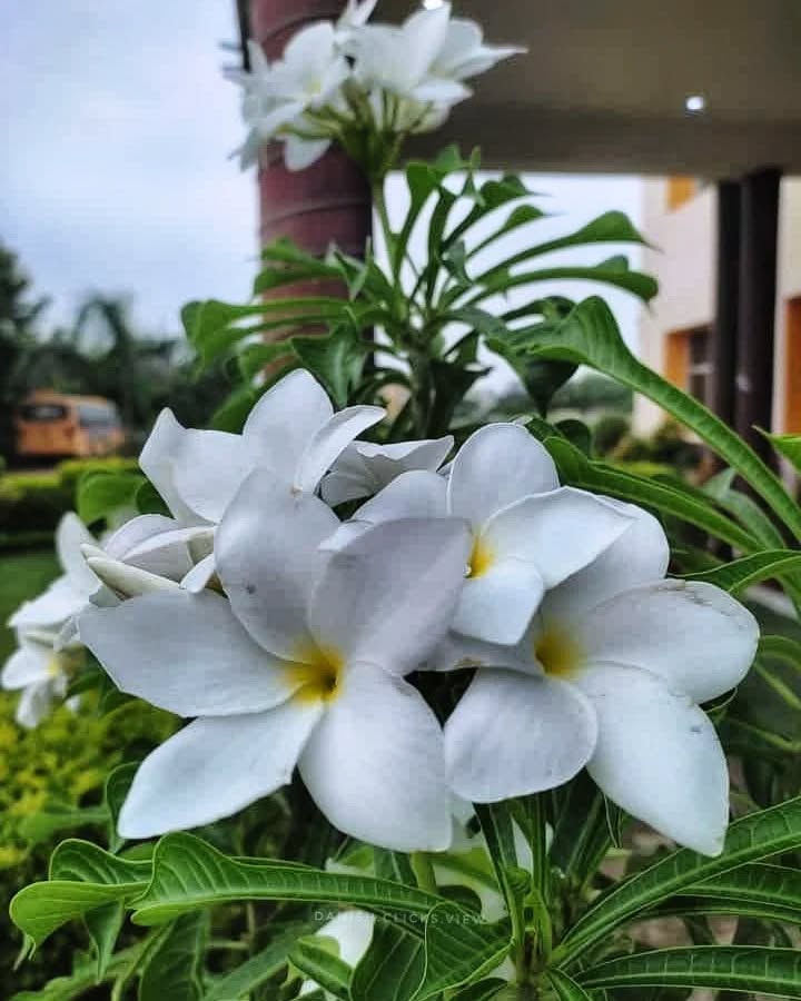 Plumeria pudica: Como Cultivar e Cuidar do Encantador Jasmim Caribenho