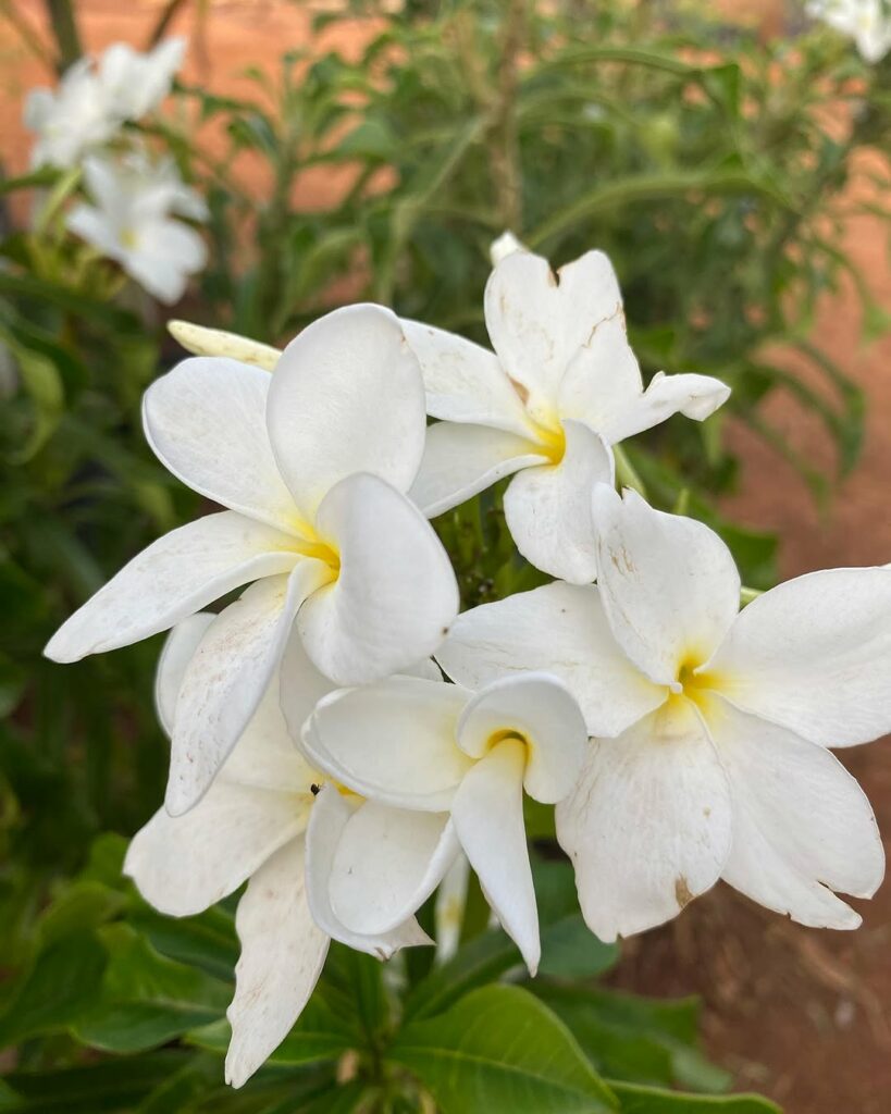 Plumeria pudica: Como Cultivar e Cuidar do Encantador Jasmim Caribenho