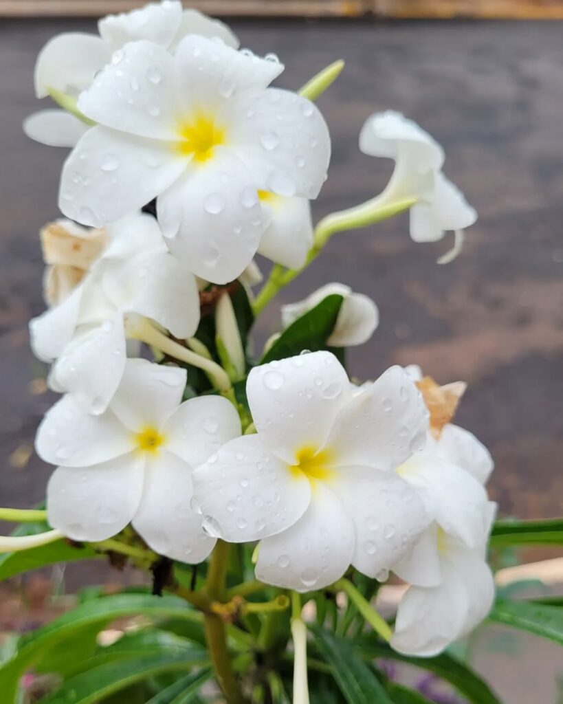 Plumeria pudica: Como Cultivar e Cuidar do Encantador Jasmim Caribenho