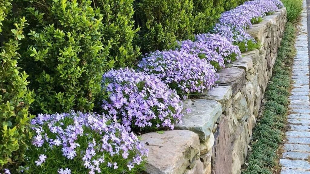 4 plantas para usar no alinhamento do piso