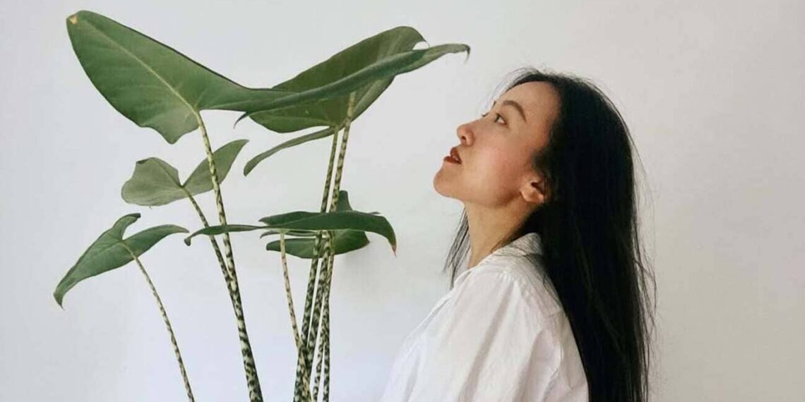 alocasia zebrina