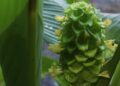 Calathea cylindrica