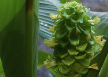 Calathea cylindrica