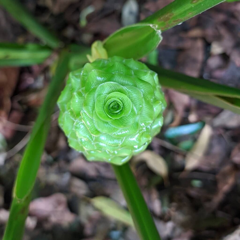 Calathea cylindrica: A elegância tropical que transforma qualquer ambiente