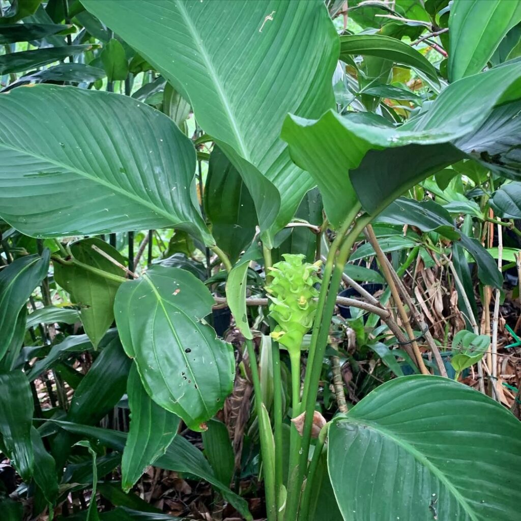 Calathea cylindrica: A elegância tropical que transforma qualquer ambiente