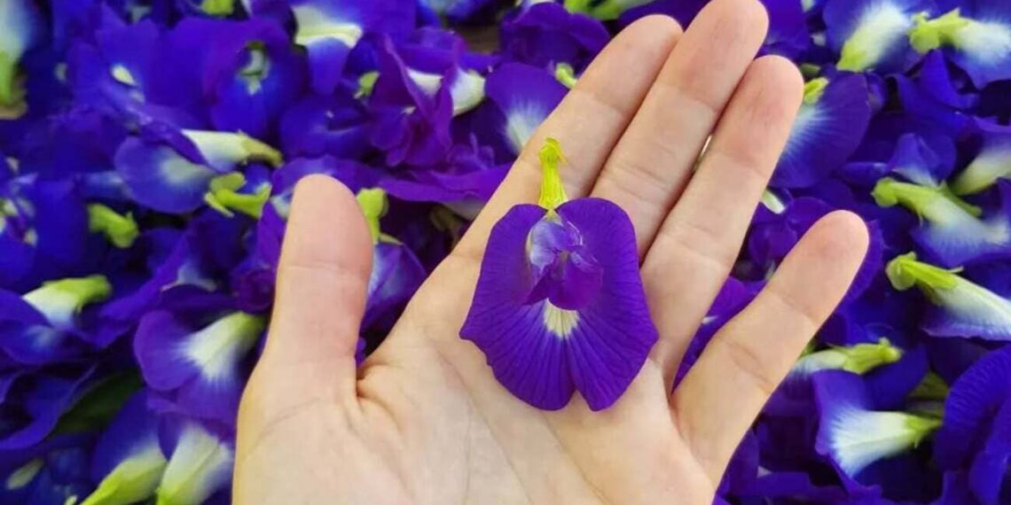 clitoria