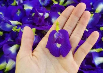 clitoria