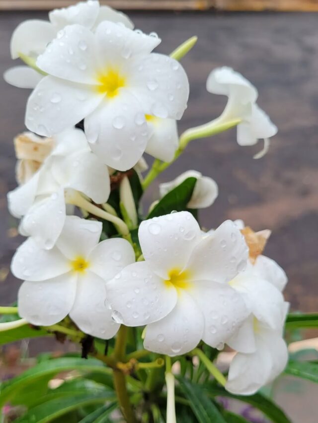 cropped-Plumeria-pudica-4.jpg