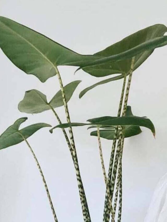 alocasia zebrina