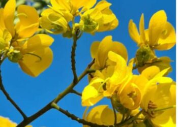 arvore frente de casa