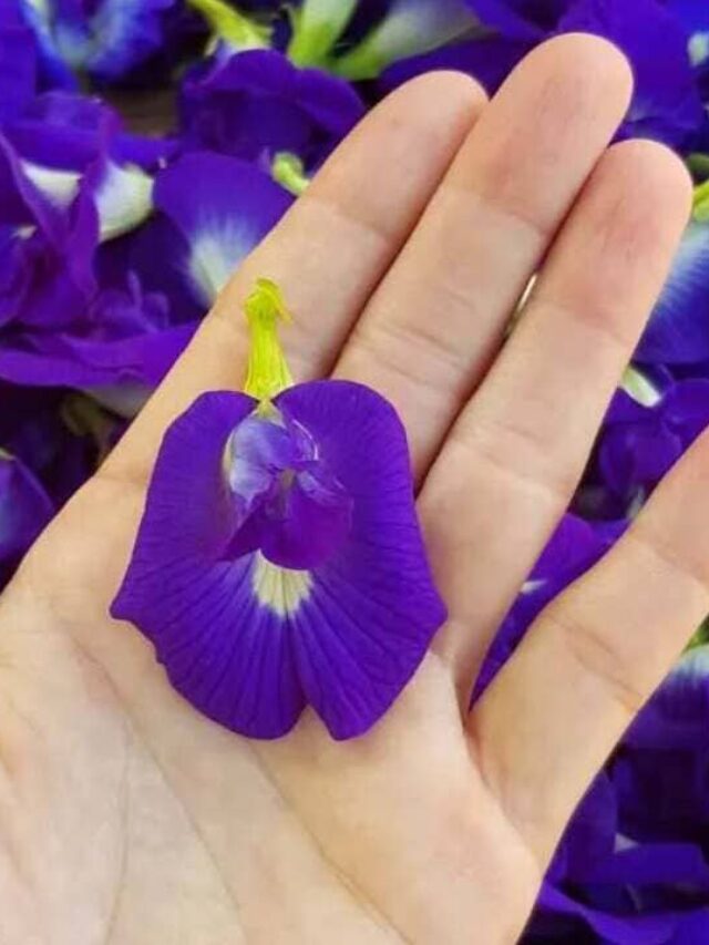 clitoria