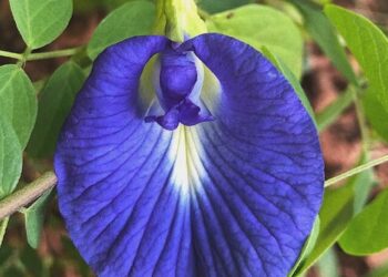 cropped-clitoria-2.jpg