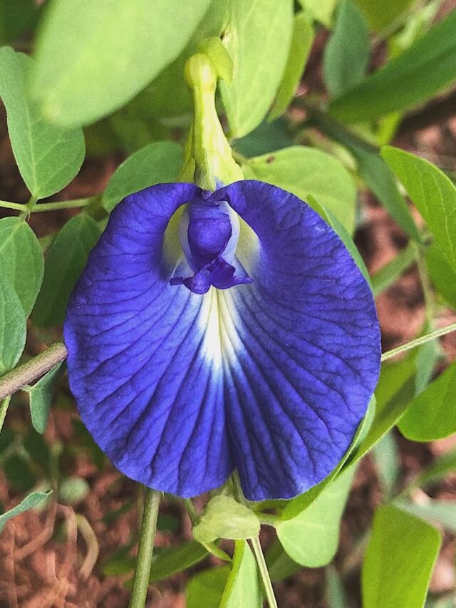 cropped-clitoria-2.jpg