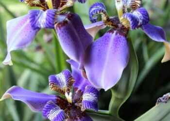 cropped-falsa-iris-4.jpg