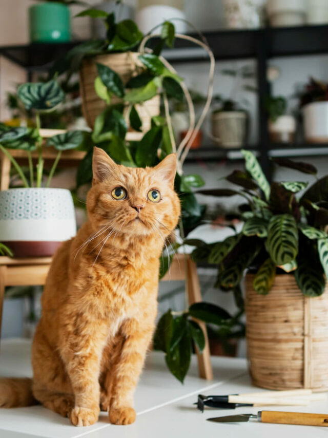 plantas gatos