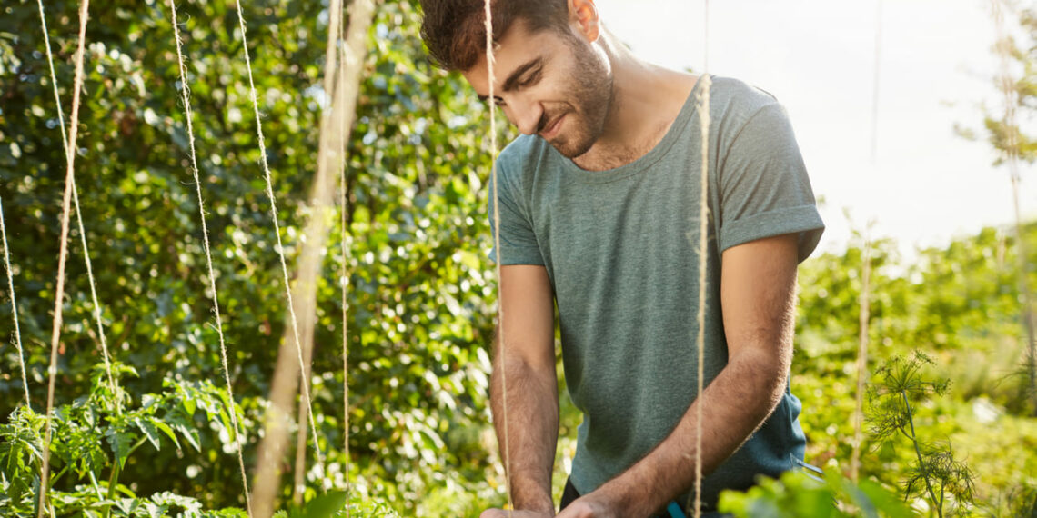 O que plantar em fevereiro: ervas aromáticas ideais para a época
