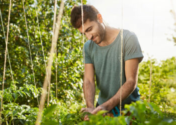O que plantar em fevereiro: ervas aromáticas ideais para a época