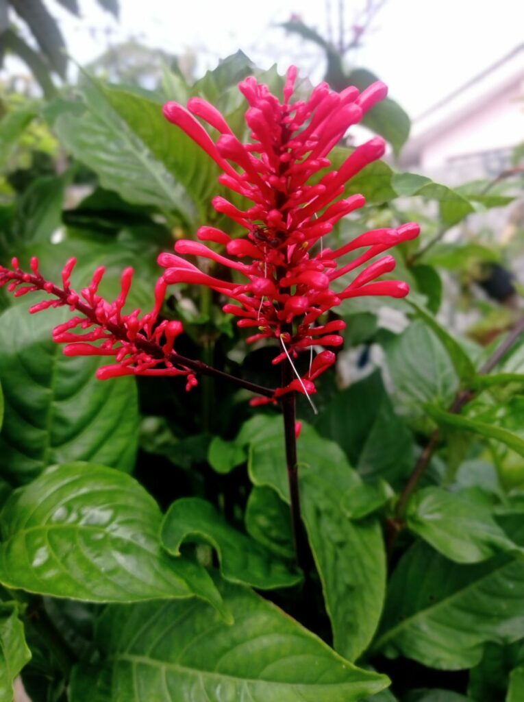 Espiga-de-fogo: a planta ornamental que colore jardins o ano inteiro