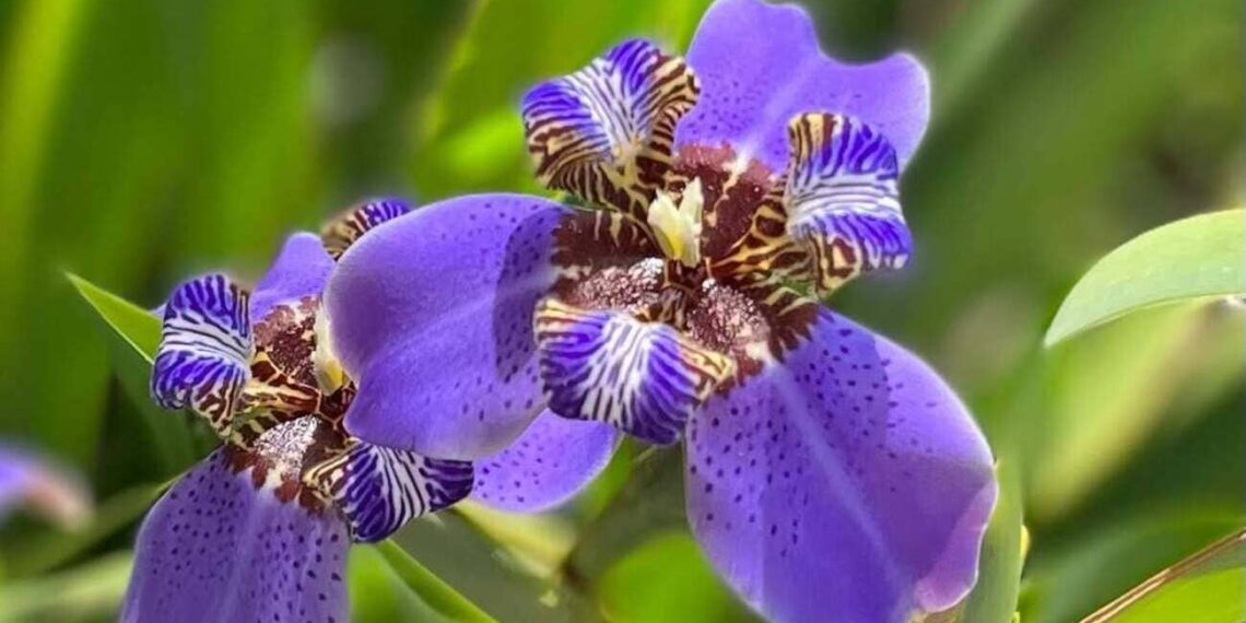 falsa iris