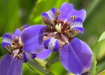 falsa iris