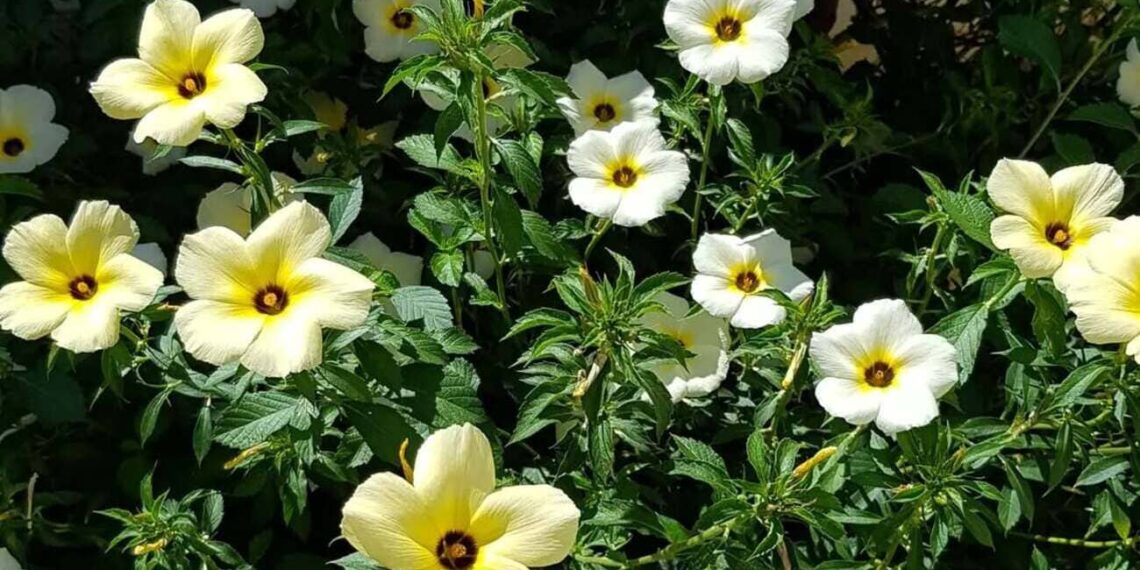 flor guaruja