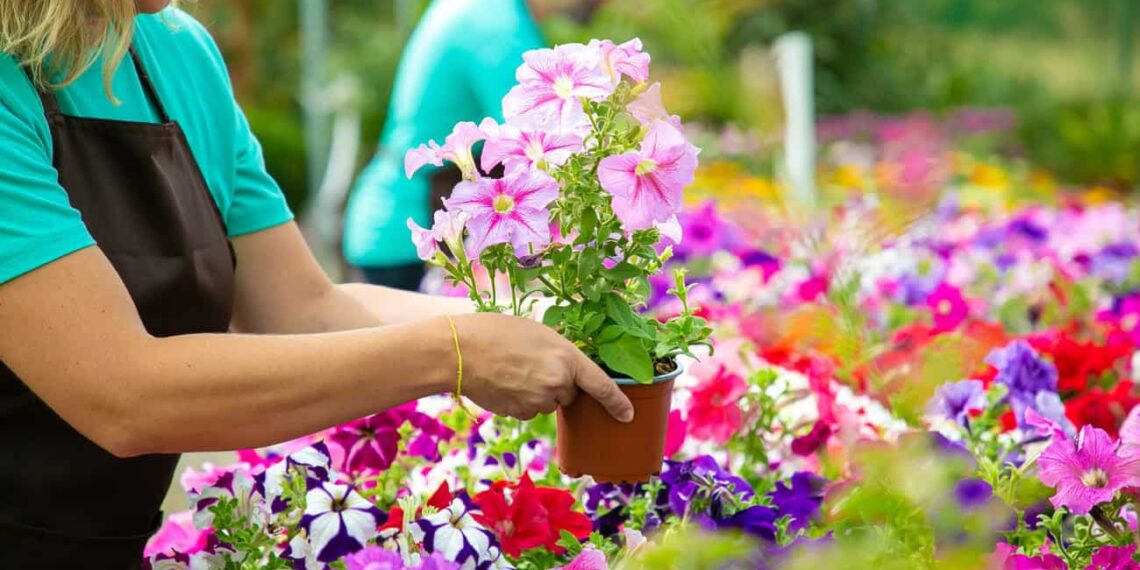 Flores para Plantar em Fevereiro: Beleza e Cores para Seu Jardim