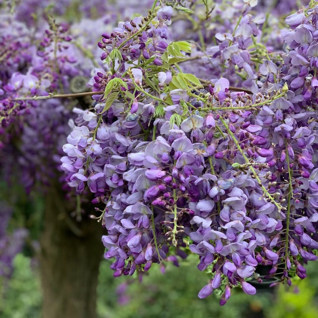Glicínia: A Deslumbrante Trepadeira que Encanta com sua Floração Luxuriante