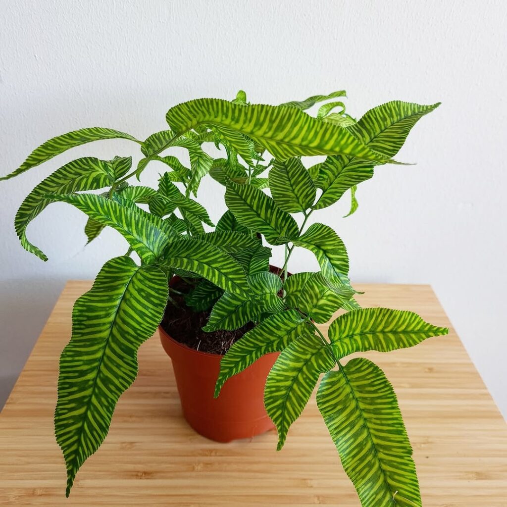 Samambaia-Bambu: A Elegância Tropical da Zebra Dourada (Golden zebra)