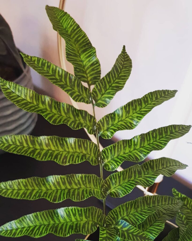 Samambaia-Bambu: A Elegância Tropical da Zebra Dourada (Golden zebra)