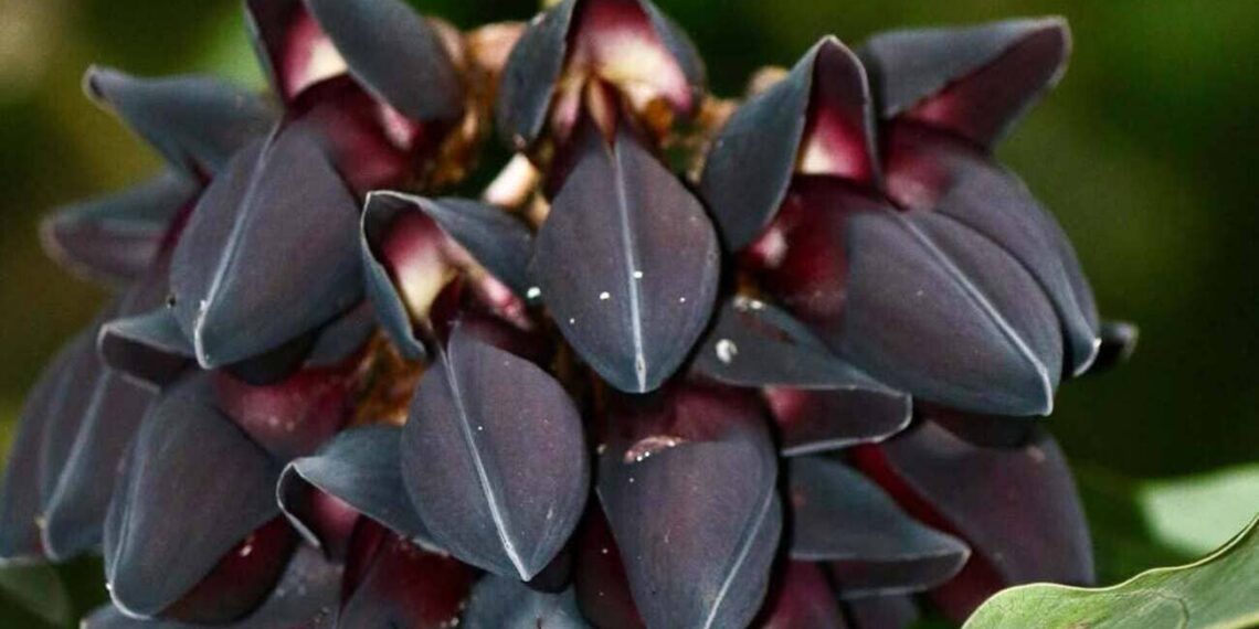 jade negra