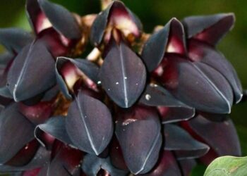 jade negra
