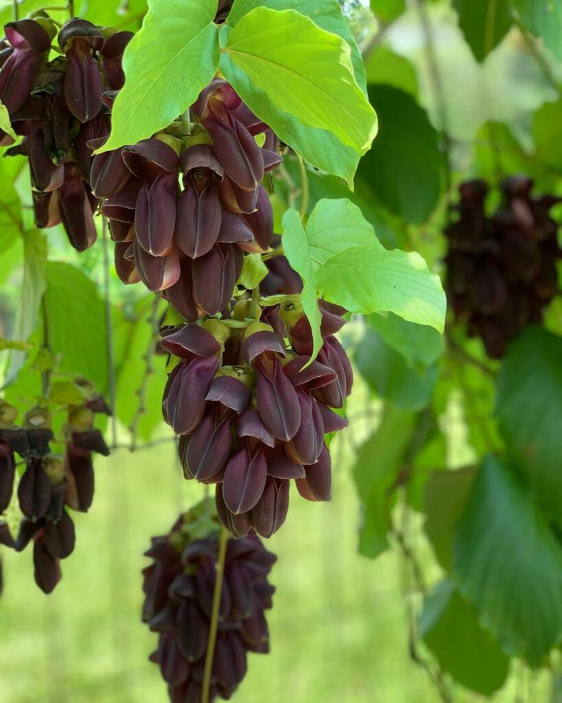 Jade Negra (Mucuna interrupta): A Trepadeira com Flores escuras que destaca jardins.