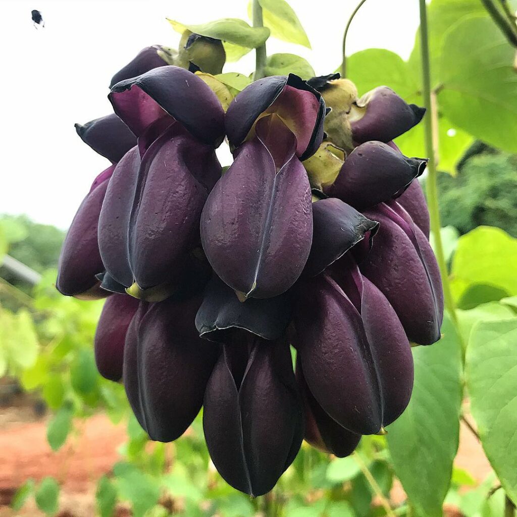 Jade Negra (Mucuna interrupta): A Trepadeira com Flores escuras que destaca jardins.