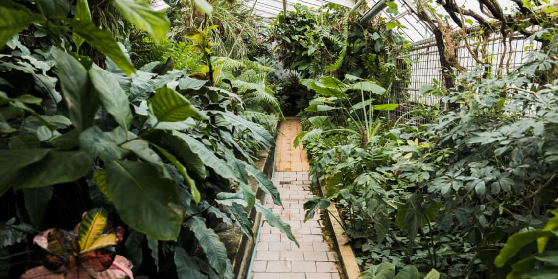 jardim tropical