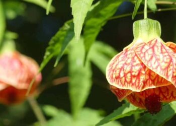 lanterinha chinesa