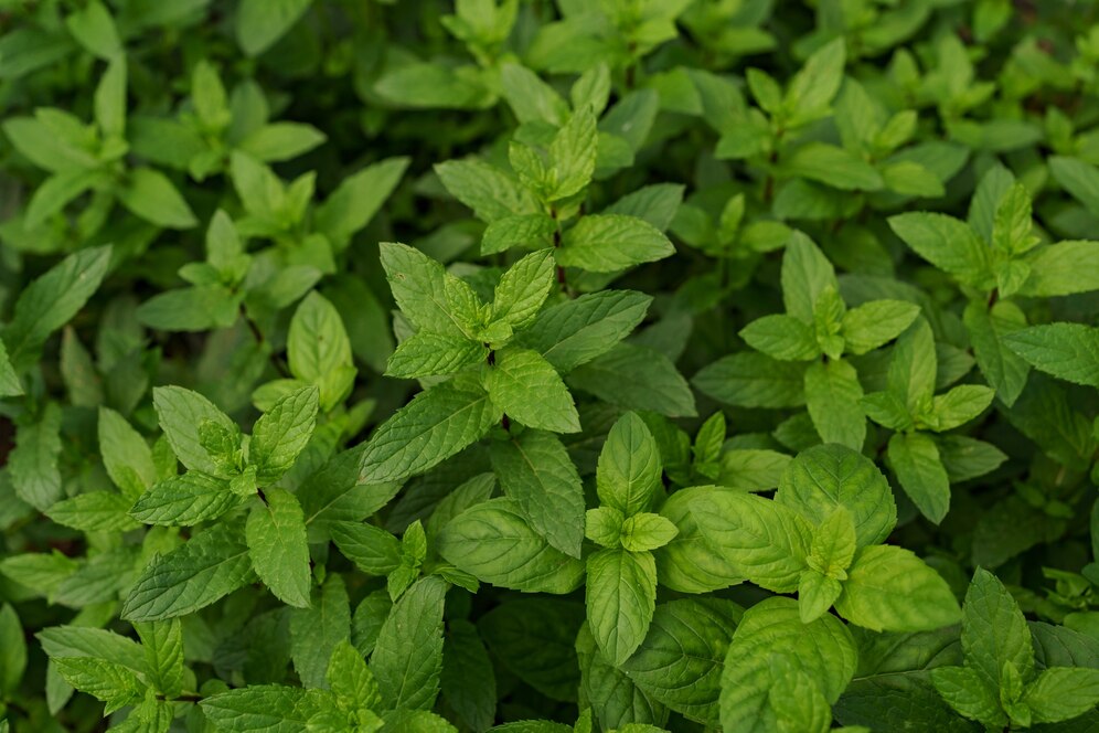 6 hortaliças para cultivar em fevereiro.