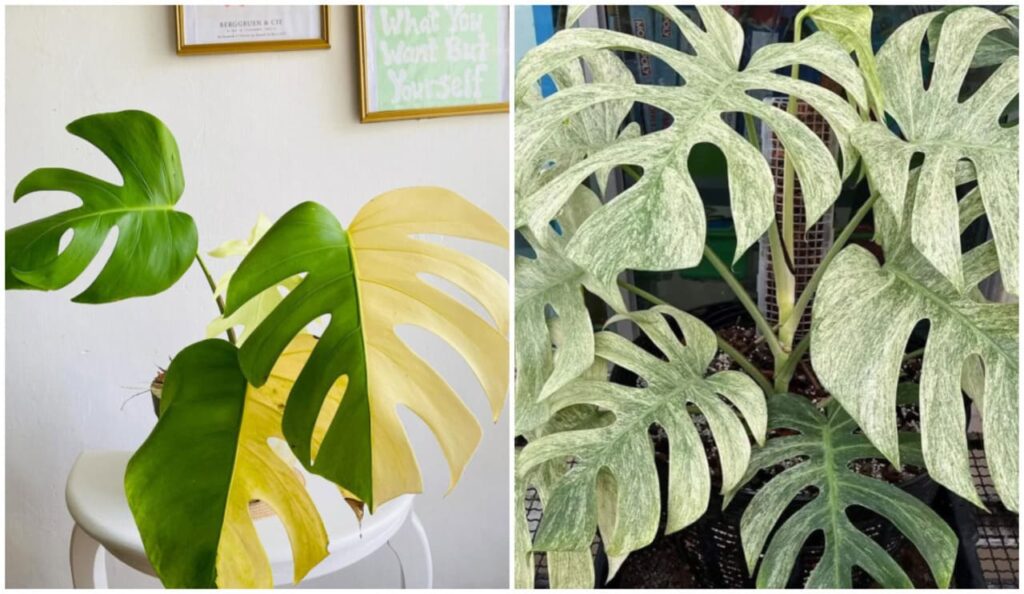 Monsteras Variegatas: Conheça as variedades mais populares para ter em sua coleção.