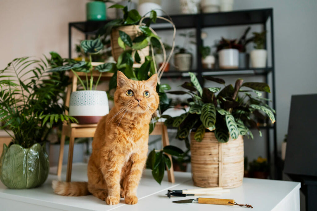 plantas gatos
