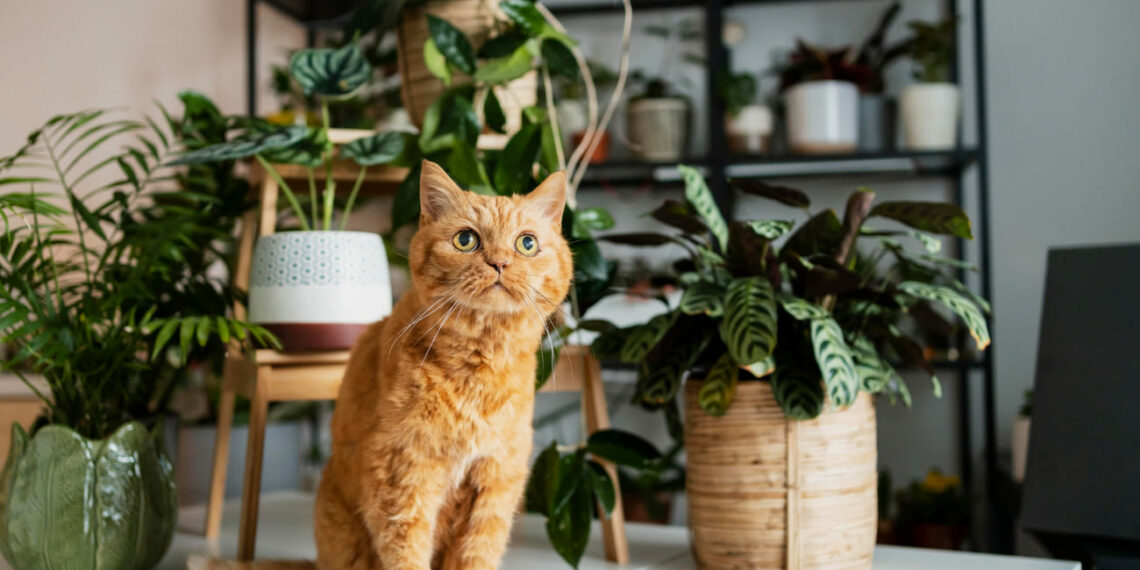 plantas gatos