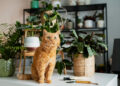 plantas gatos