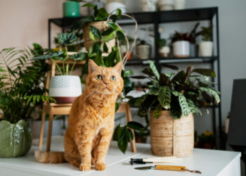 plantas gatos