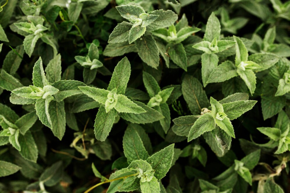 Ervas frescas que você pode cultivar na água! Sem terra, sem problema!